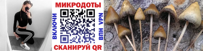 Псилоцибиновые грибы Psilocybe  Старая Купавна 